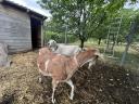 Two mother goats for sale