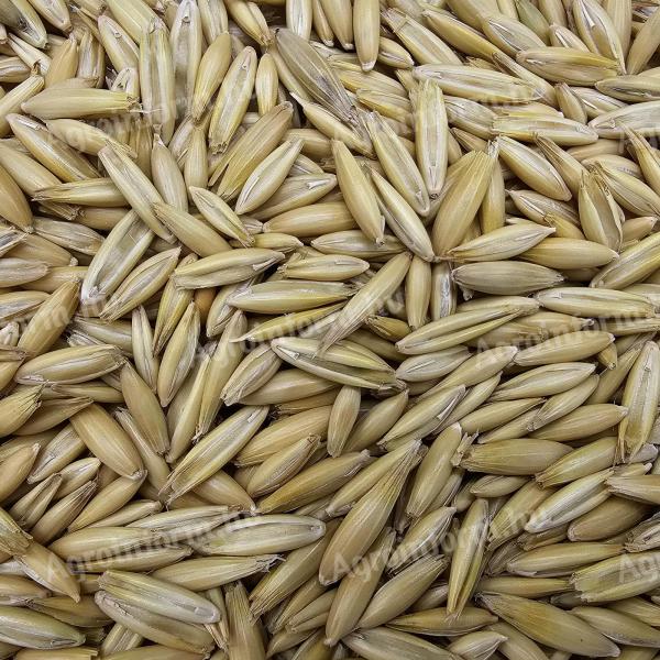 30q combine-pure oats for sale