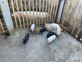 Eladó 8db csüngőhasú,vietnámi kismalac