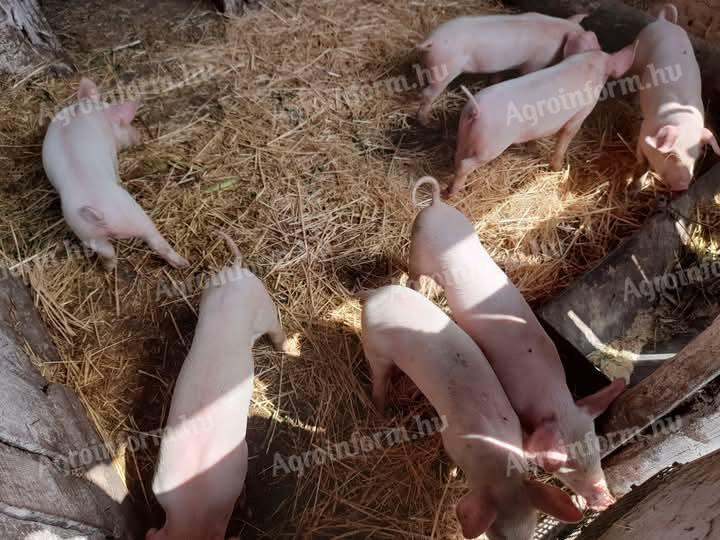 Wahlschweine