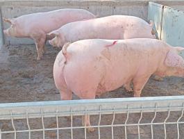 DanBred hízó eladó