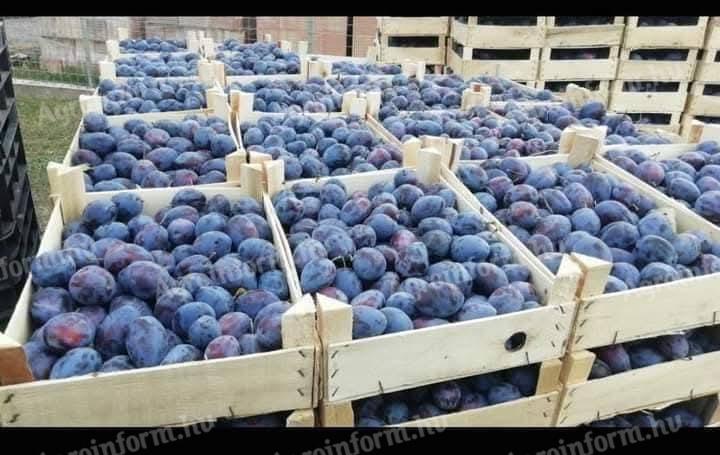 Plum