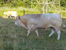 Eladó Blonde D'aquitaine tenyészbika