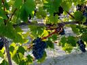 Nero grapes