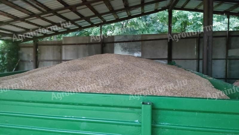 Autumn wheat