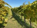 Szekszárd quality wines in bottles and in rivers