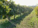 Szekszárd quality wines in bottles and in rivers