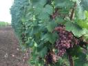 Tramini grape crop