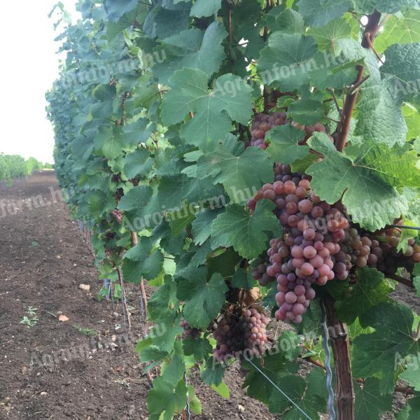 Tramini grape crop