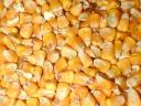 Kukuruz na prodaǰu u Baton̂i, 5 tona, cena 100 forinti/kilogram