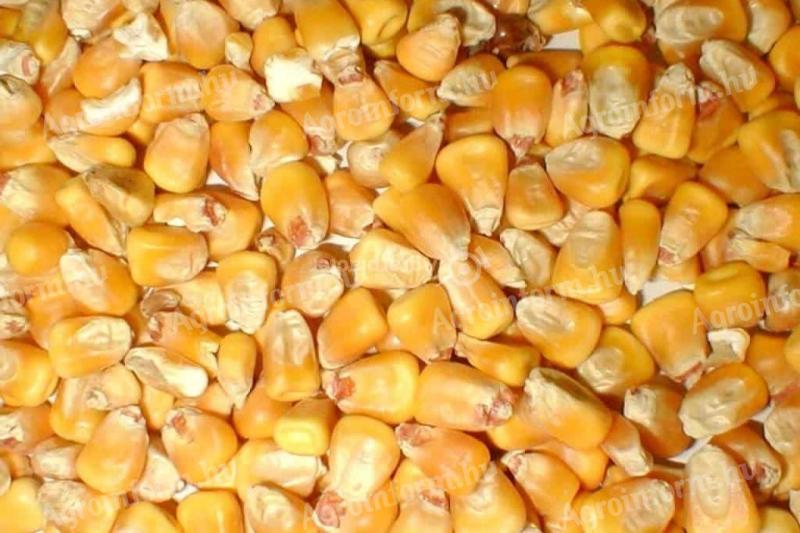 Kukuruz na prodaǰu u Baton̂i, 5 tona, cena 100 forinti/kilogram
