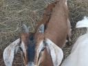Steinbock