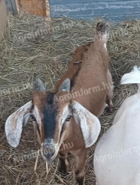 Steinbock