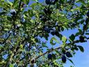 Plums for sale