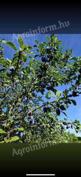 Plums for sale