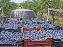 Plums for sale