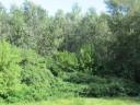 Forest for sale outside Győröcske