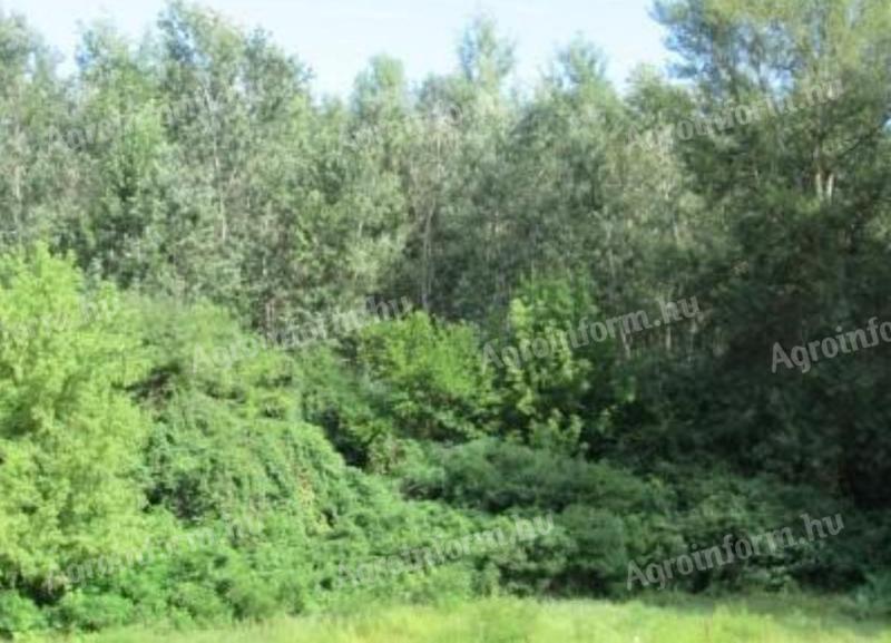 Forest for sale outside Győröcske