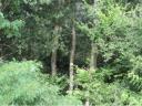 Forest for sale outside Győröcske