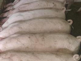 Eladó 30-33kg süldők