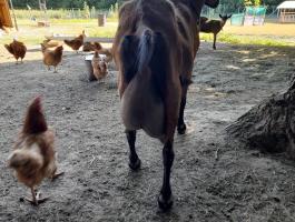 Alpesi, szánentáli kecskeállomány eladó