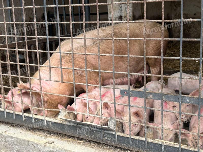 Első ellésű koca 13 malacával eladó