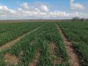 Grain seed drill