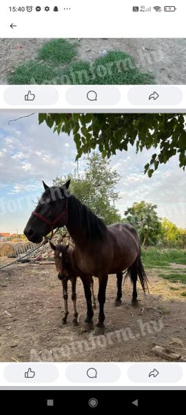 Pferd mit Fohlen zu verkaufen