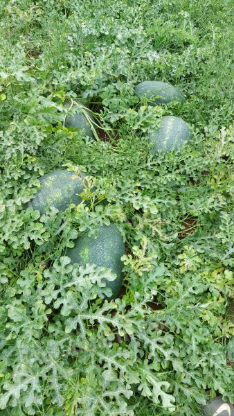 Ruby watermelon
