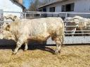 Plemenní býci Charolais na prodej