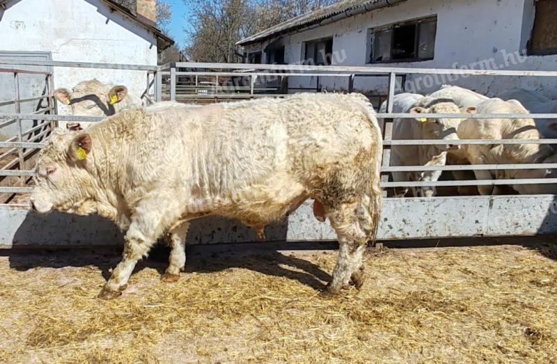 Plemenní býci Charolais na prodej