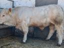 Plemenní býci Charolais na prodej