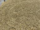Spring oats