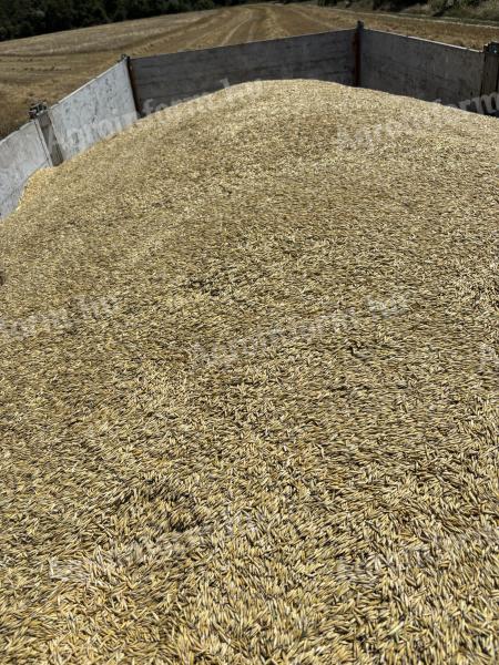 Spring oats