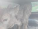 Calf