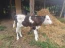 Calf