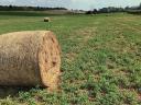 Trava lucerke