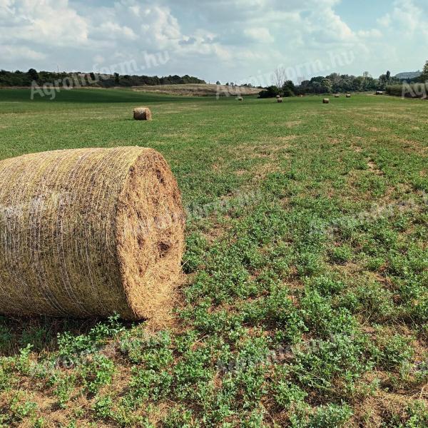 Trava lucerke