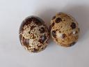 Quail eggs
