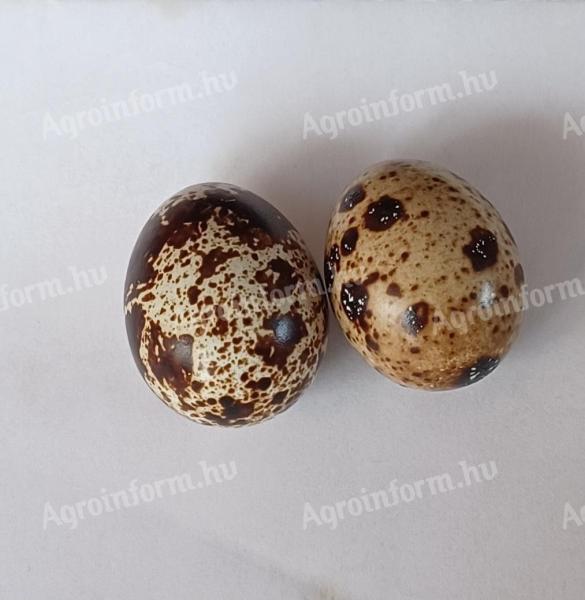 Quail eggs