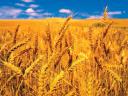 Seed of winter wheat and winter fodder peas in metallic seed available for purchase from stock