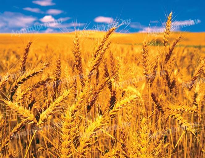 Seed of winter wheat and winter fodder peas in metallic seed available for purchase from stock