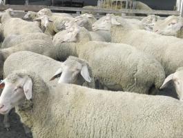 Landschaf merino törzskönyves juhok eladók