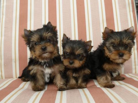 Yorkshire terrier kiskutya eladó Yorkshire terrier kiskutya eladó