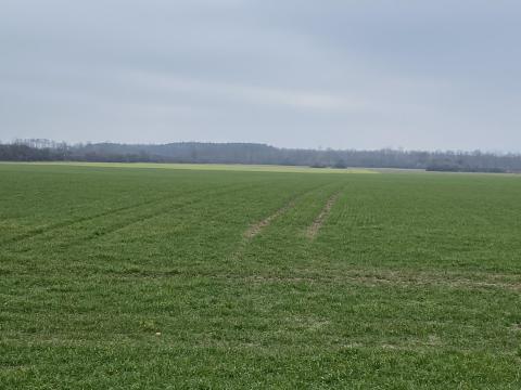 Termőföld