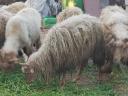 Racka-Ram