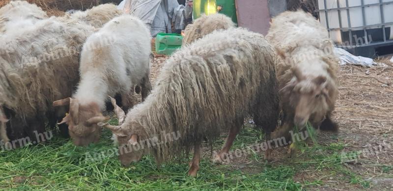 Racka-Ram
