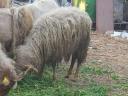 Racka-Ram