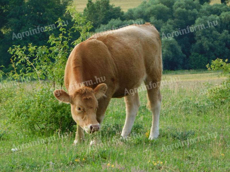 Roční jalovice