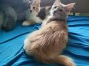 Maine Coon